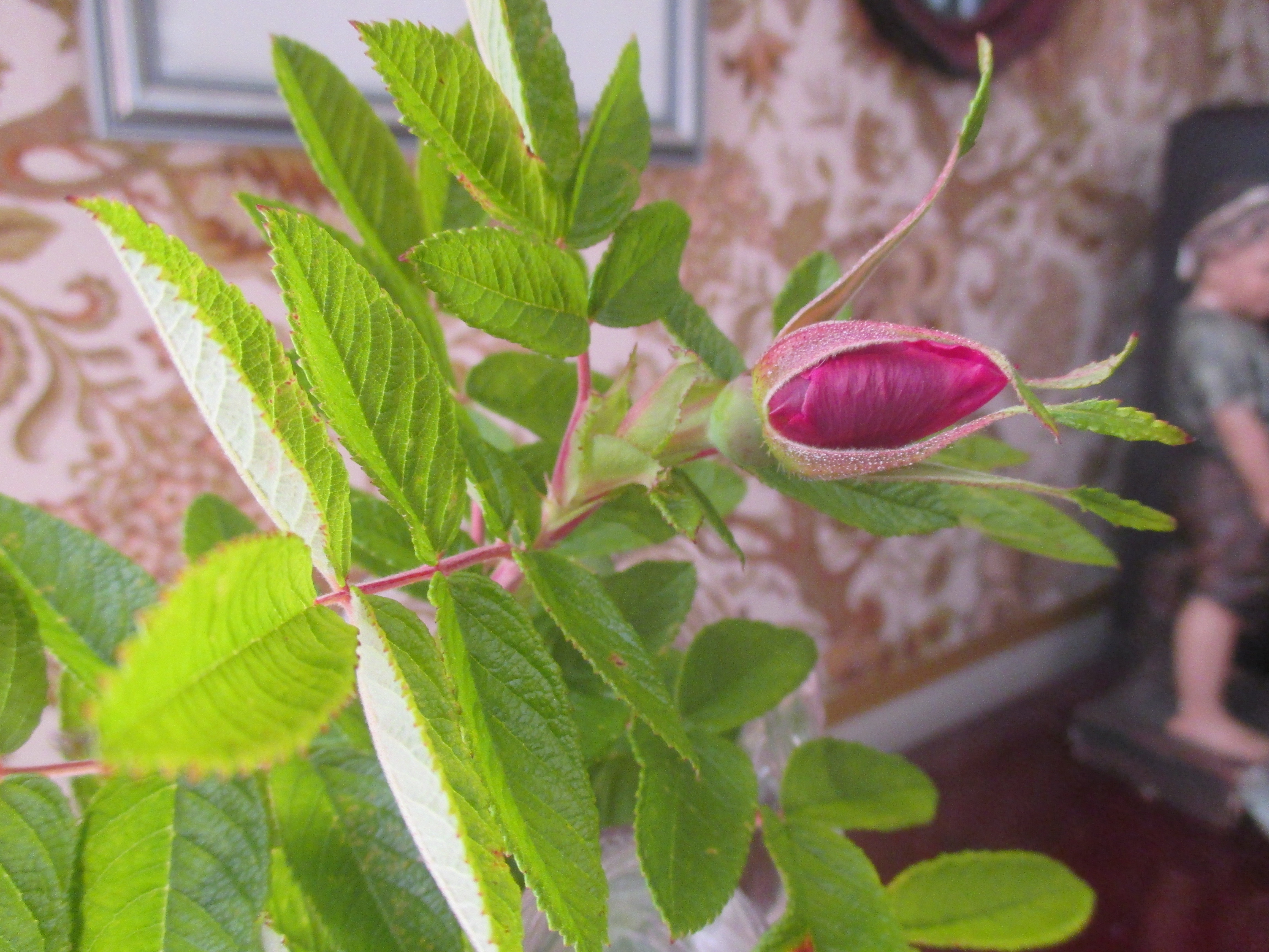 kesan-viimeinen-ruusu