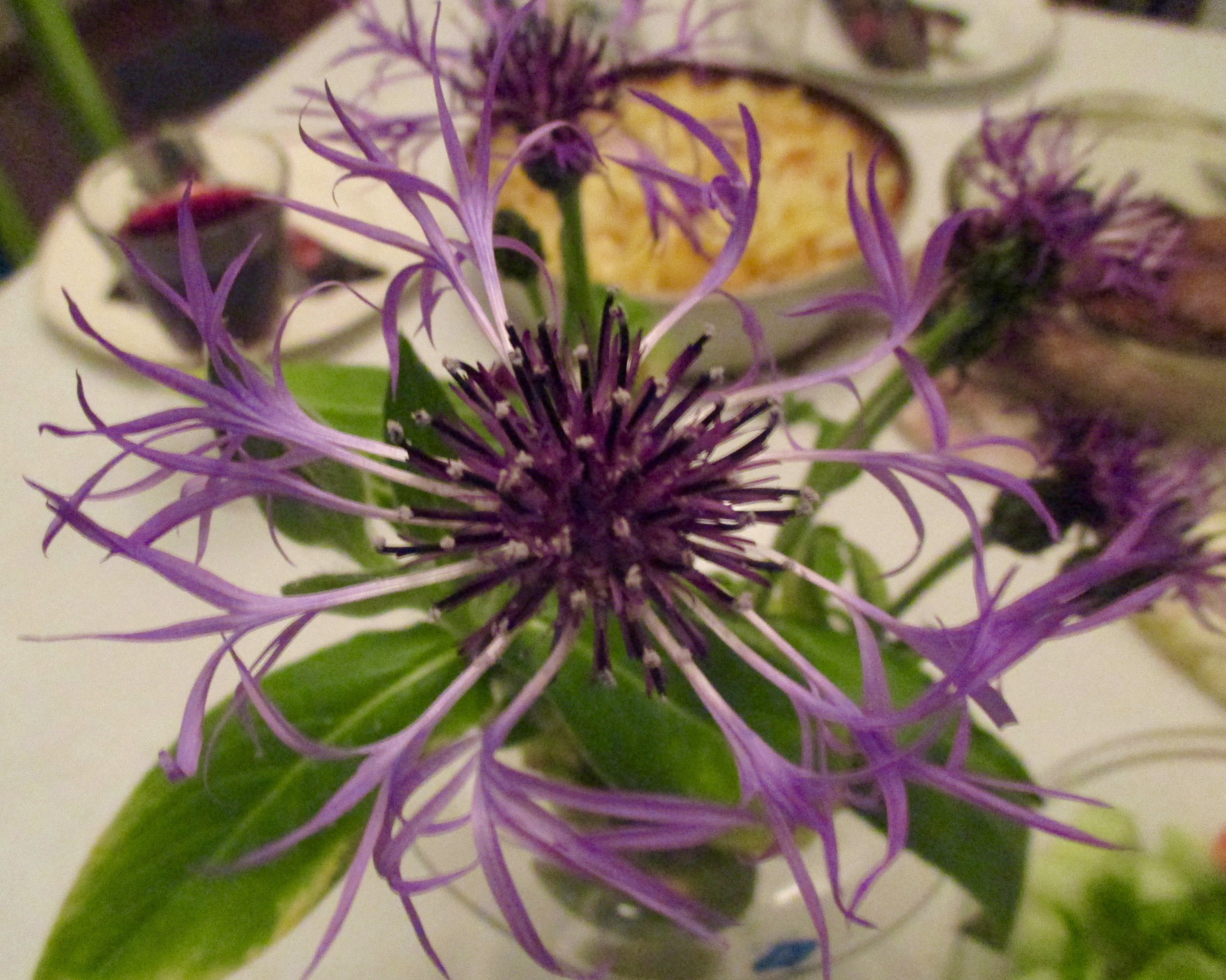 Kesän viimeinen kukka.jpg