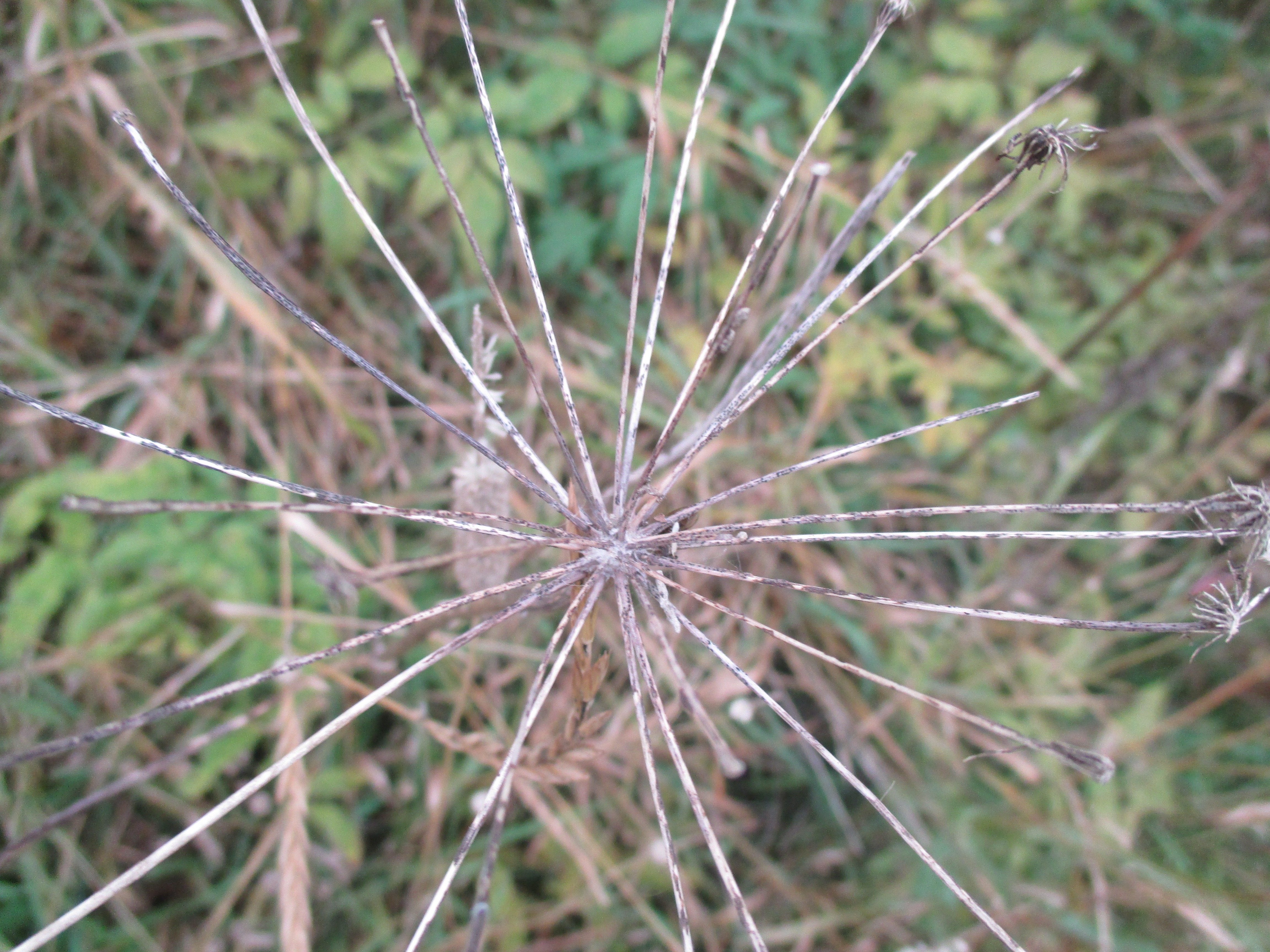 Kuihtunut koiranputki.jpg