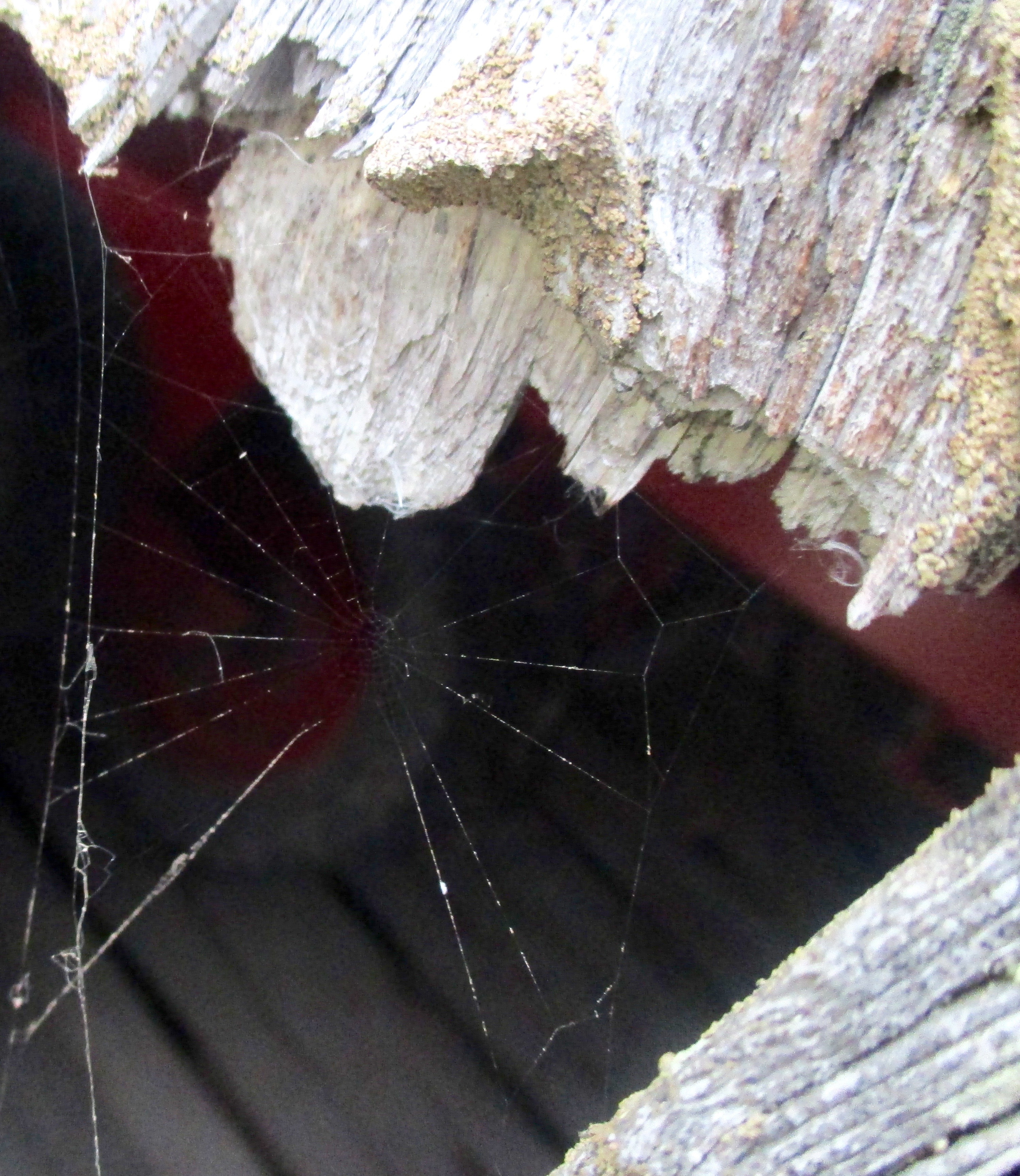 ladon-ha%cc%88ma%cc%88ha%cc%88kinseitti