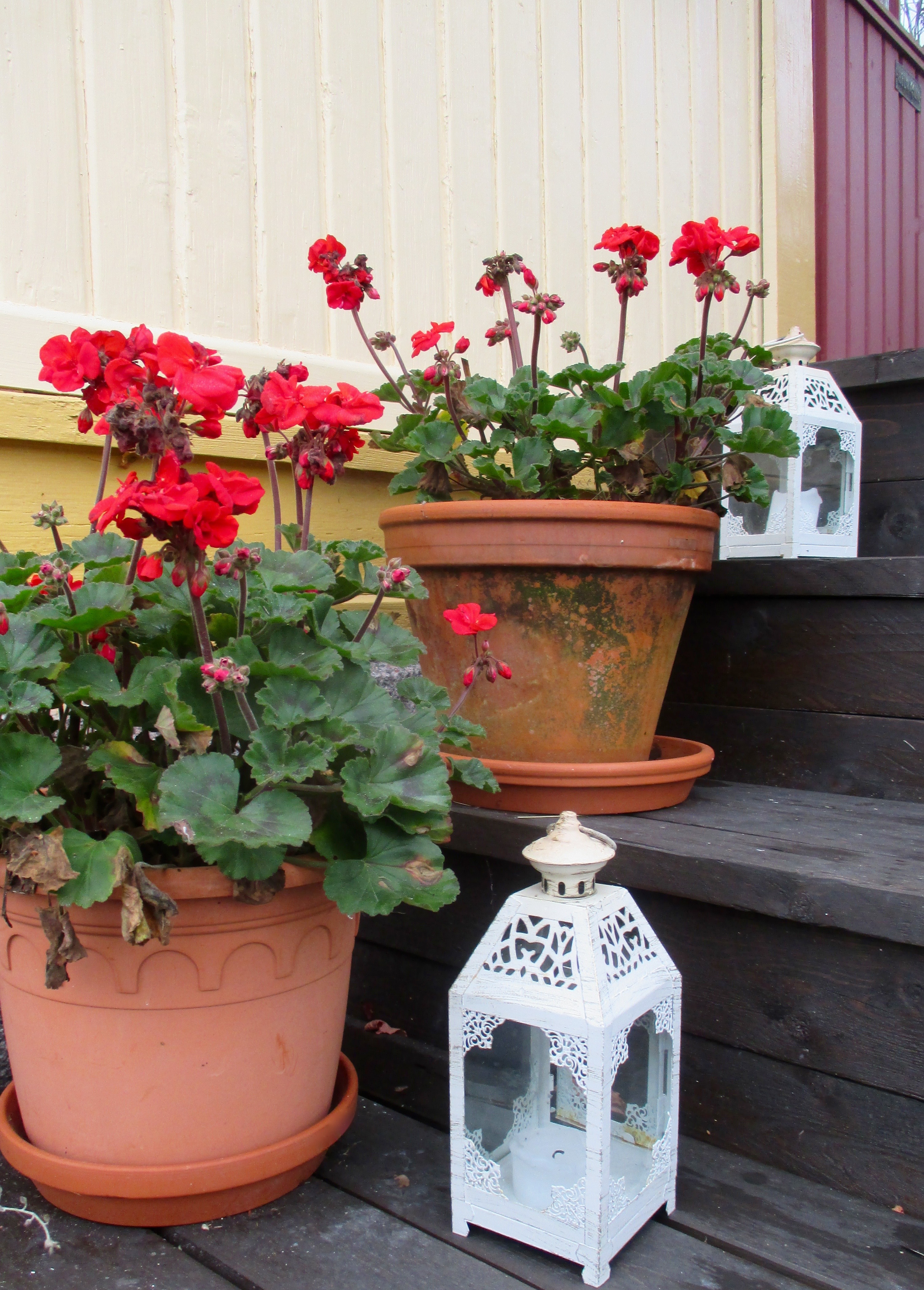 Lyhtyjä ja pelakuita