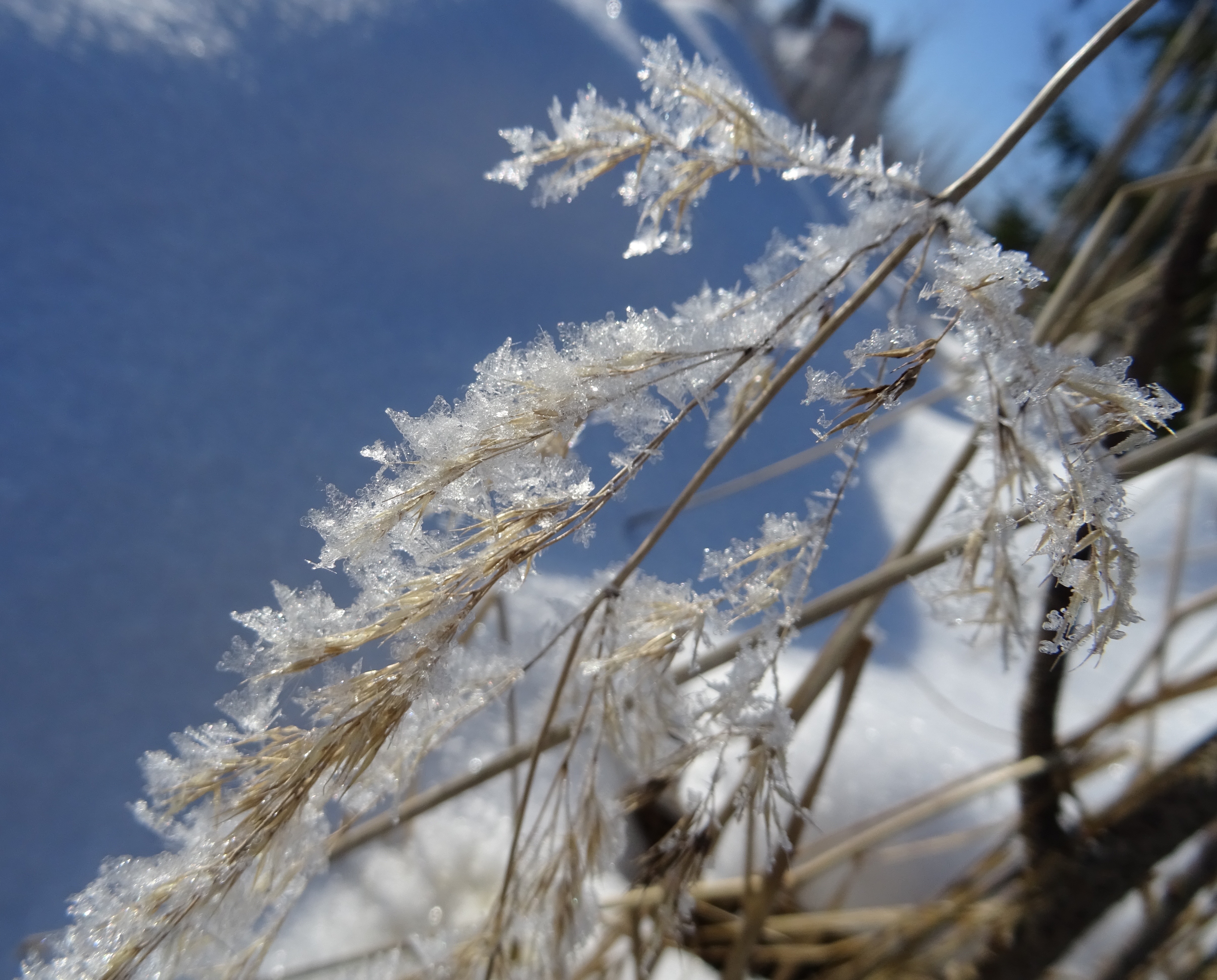 Kimaltava lumikaisla