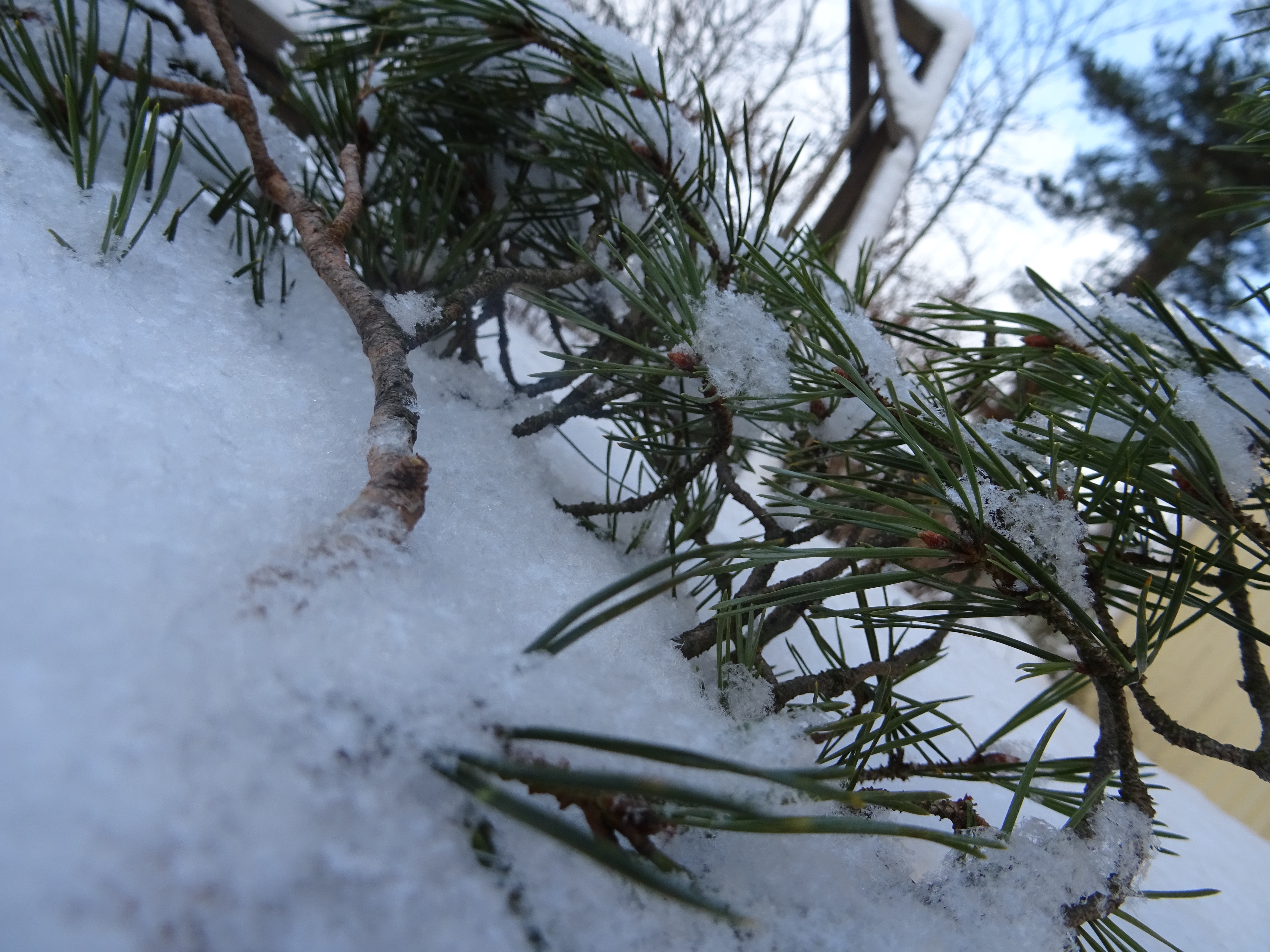 Männynoksa lumessa