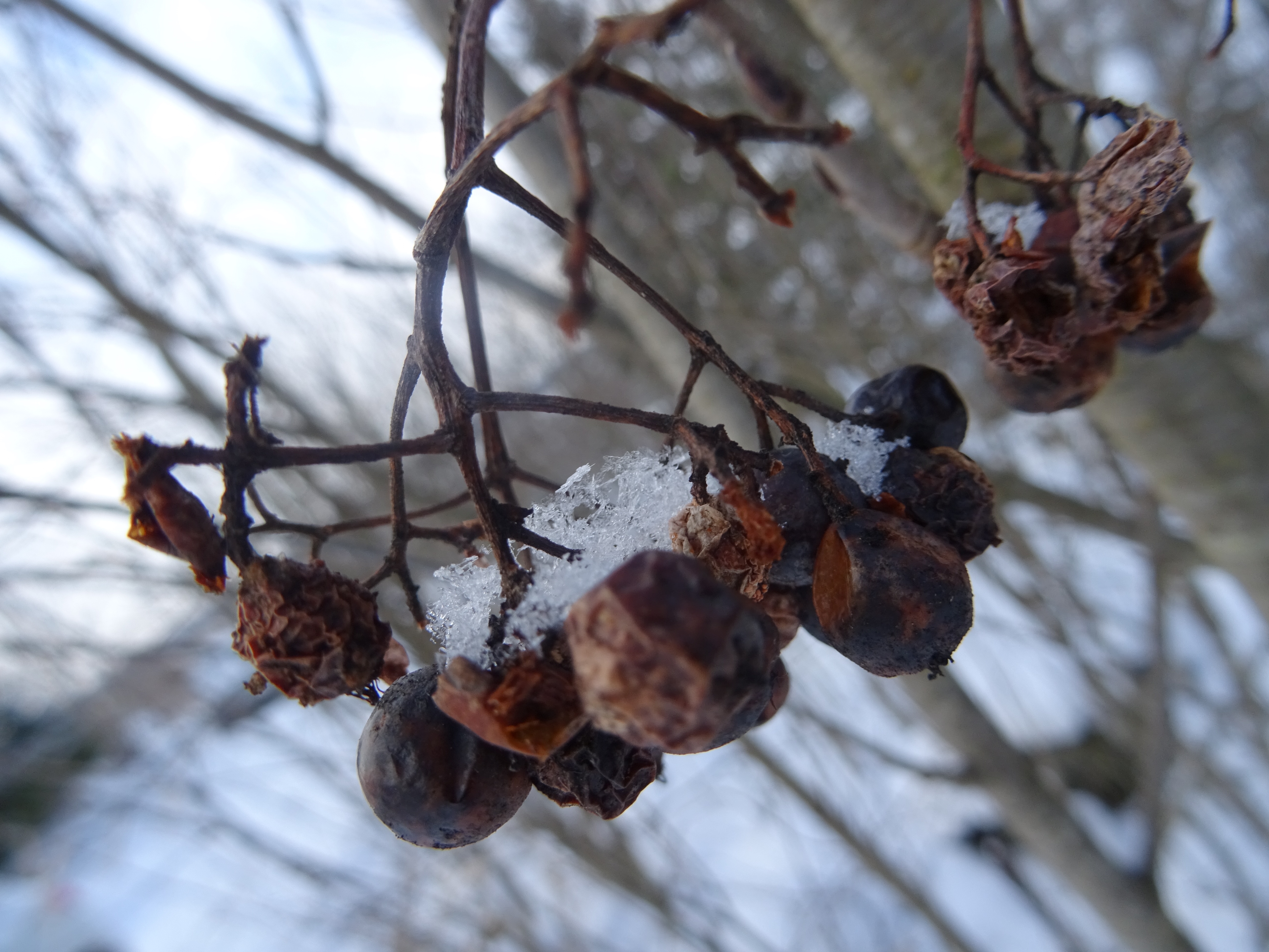 Viime kesän pihlajanmarjat