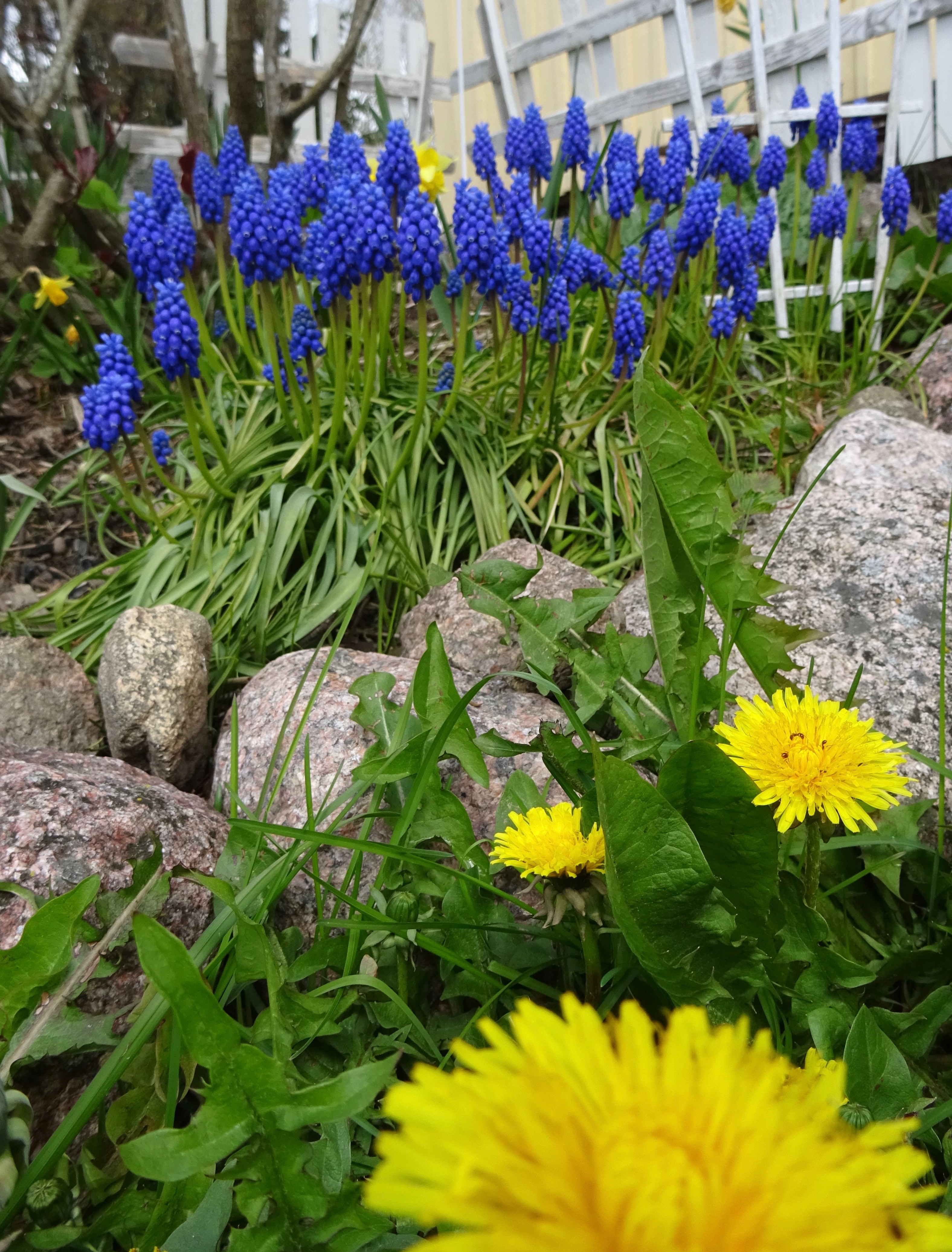 Voikukat ja helmililjat